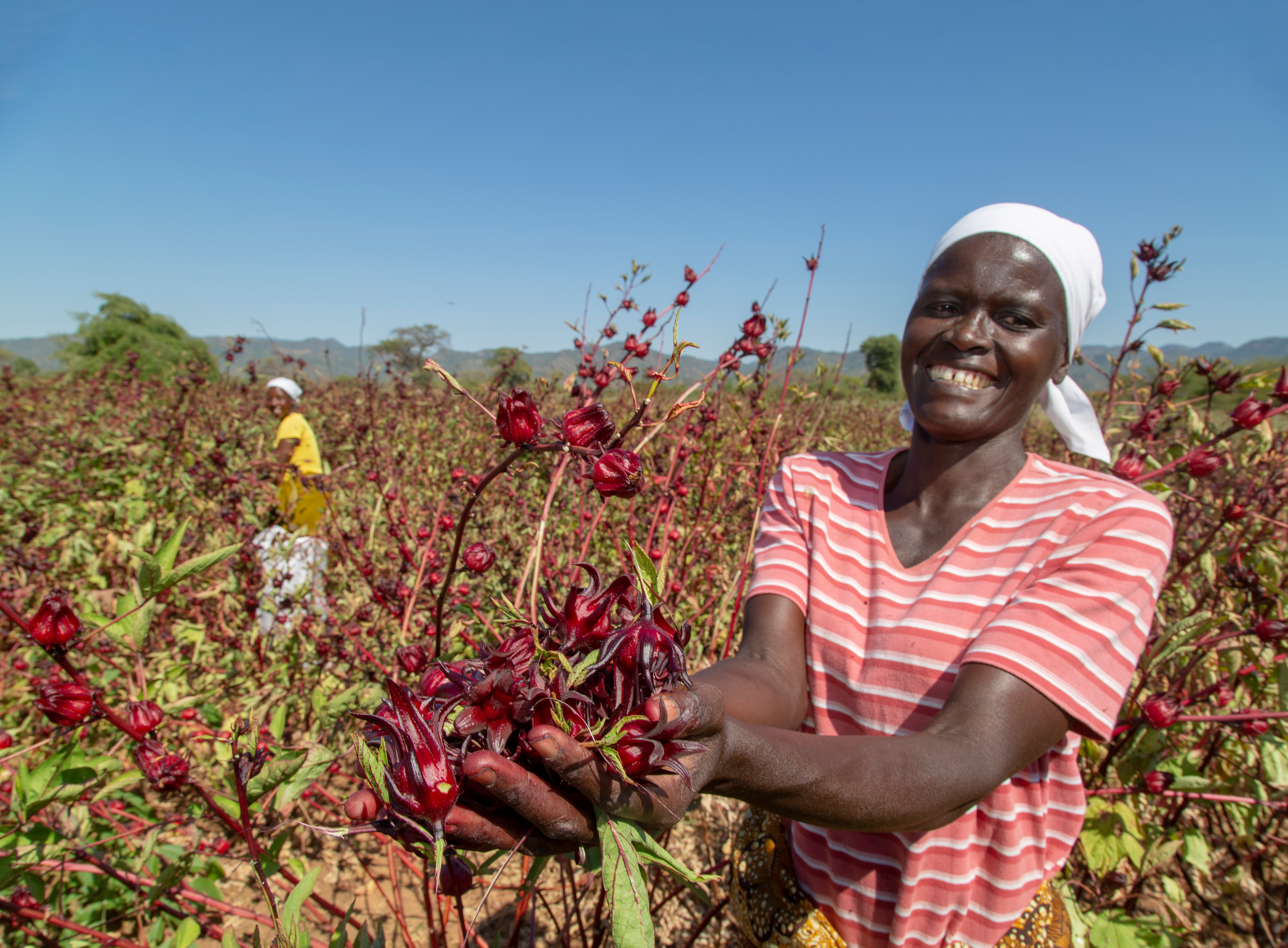 Kaite Zimbabwe e.V. Harvesting FSNZ – Spenden